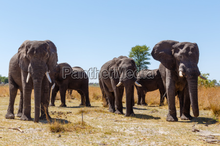 Afrikanische Safari Landschaftsmalerei