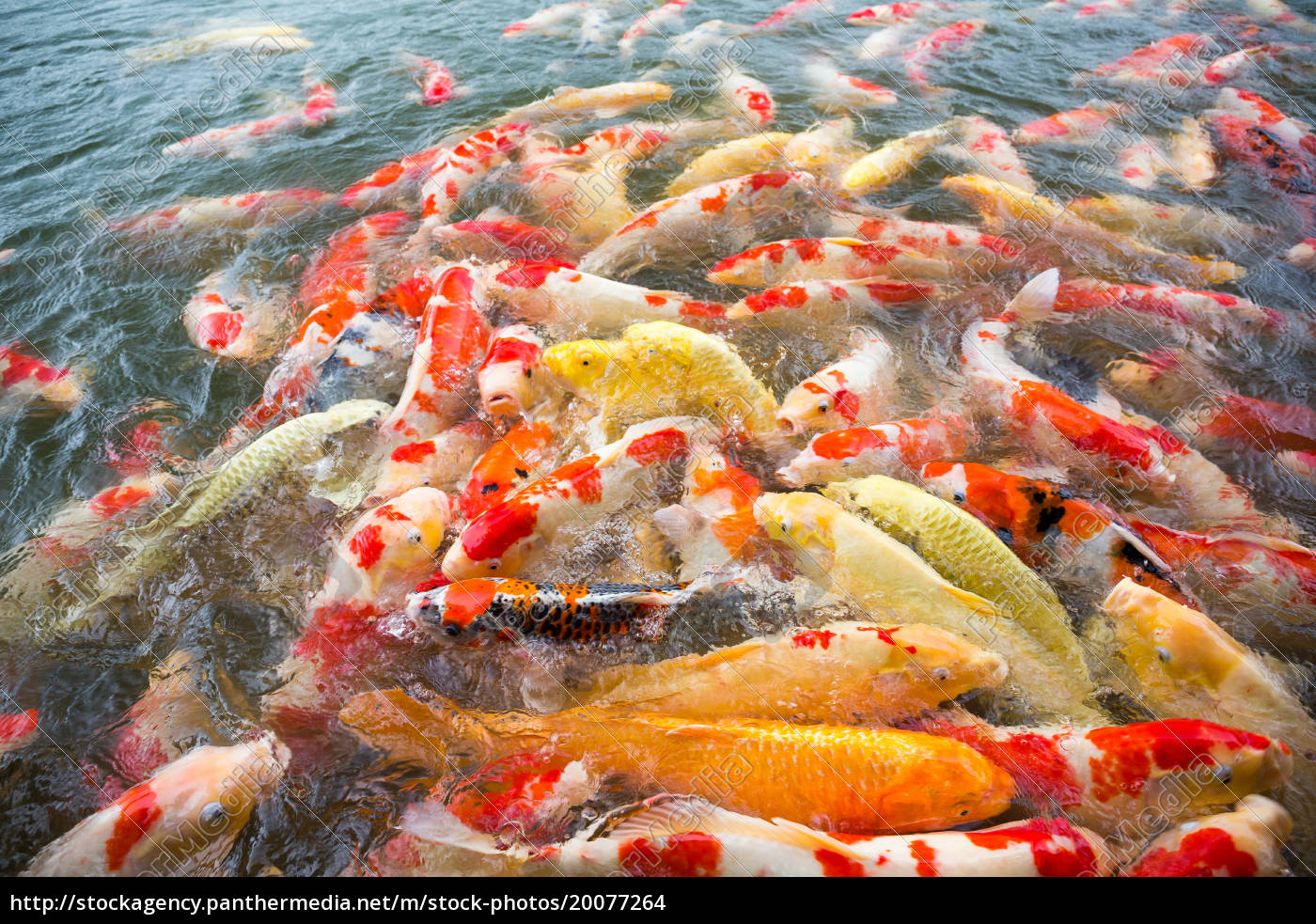 Koi Karpfen Fische Schwimmen - Lizenzfreies Foto - #20077264 ...