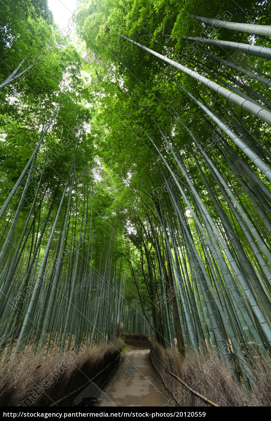 Bambuswald Bei Arashiyama Stockfoto 20120559 Bildagentur Panthermedia 