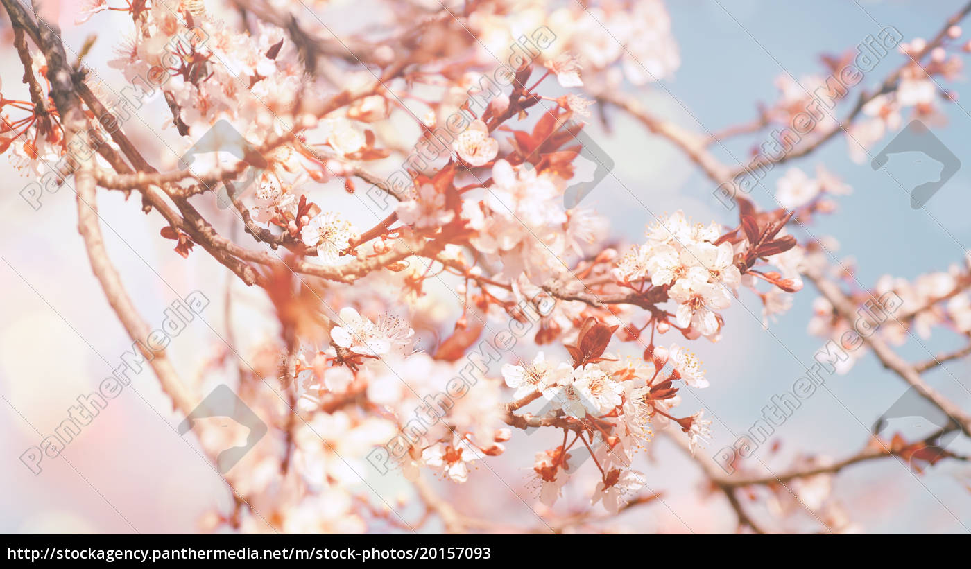 schöne blumen hintergrund Stockfoto 20157093