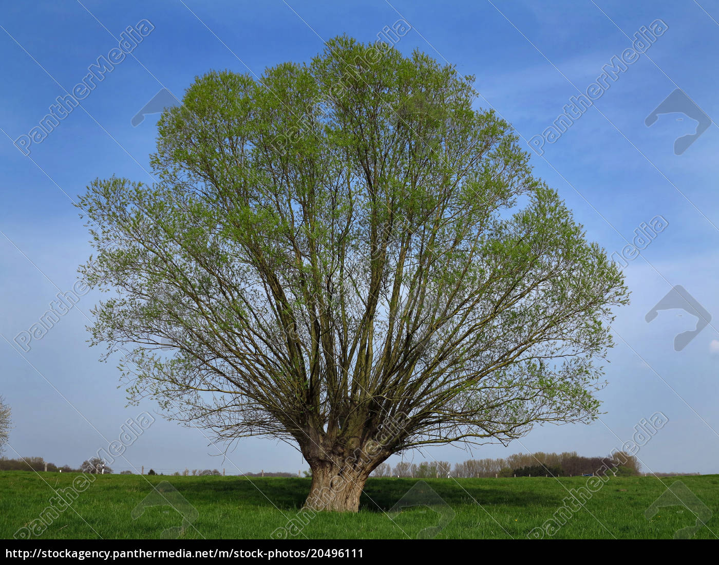 SilberWeide als Kopfweide blühend im Frühling Stockfoto