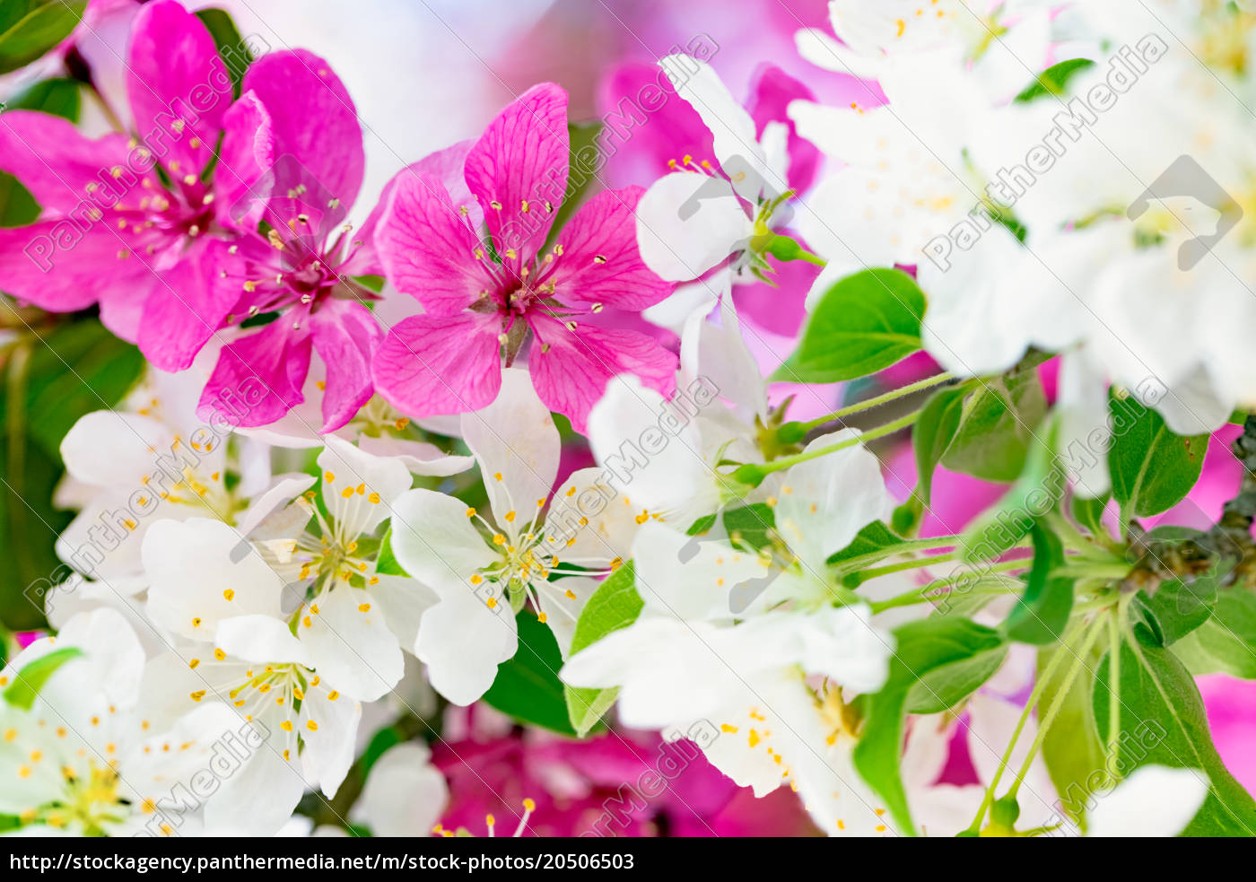 Fruhlingshintergrund Mit Rosa Und Weissen Baumblumen Stockfoto 20506503 Bildagentur Panthermedia