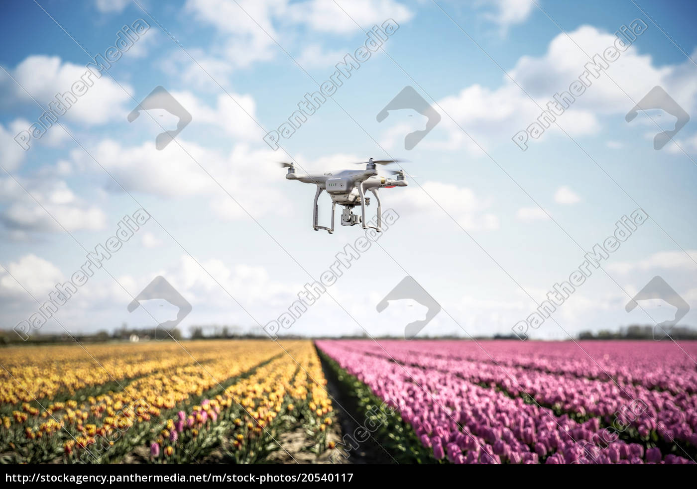 Niederlande Drohne Mit Kamera Fliegt über Tulpenfelder Lizenzfreies Bild 20540117 
