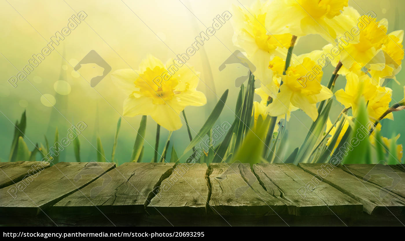 Daffodil Fruhlingshintergrund Stockfoto 20693295 Bildagentur Panthermedia