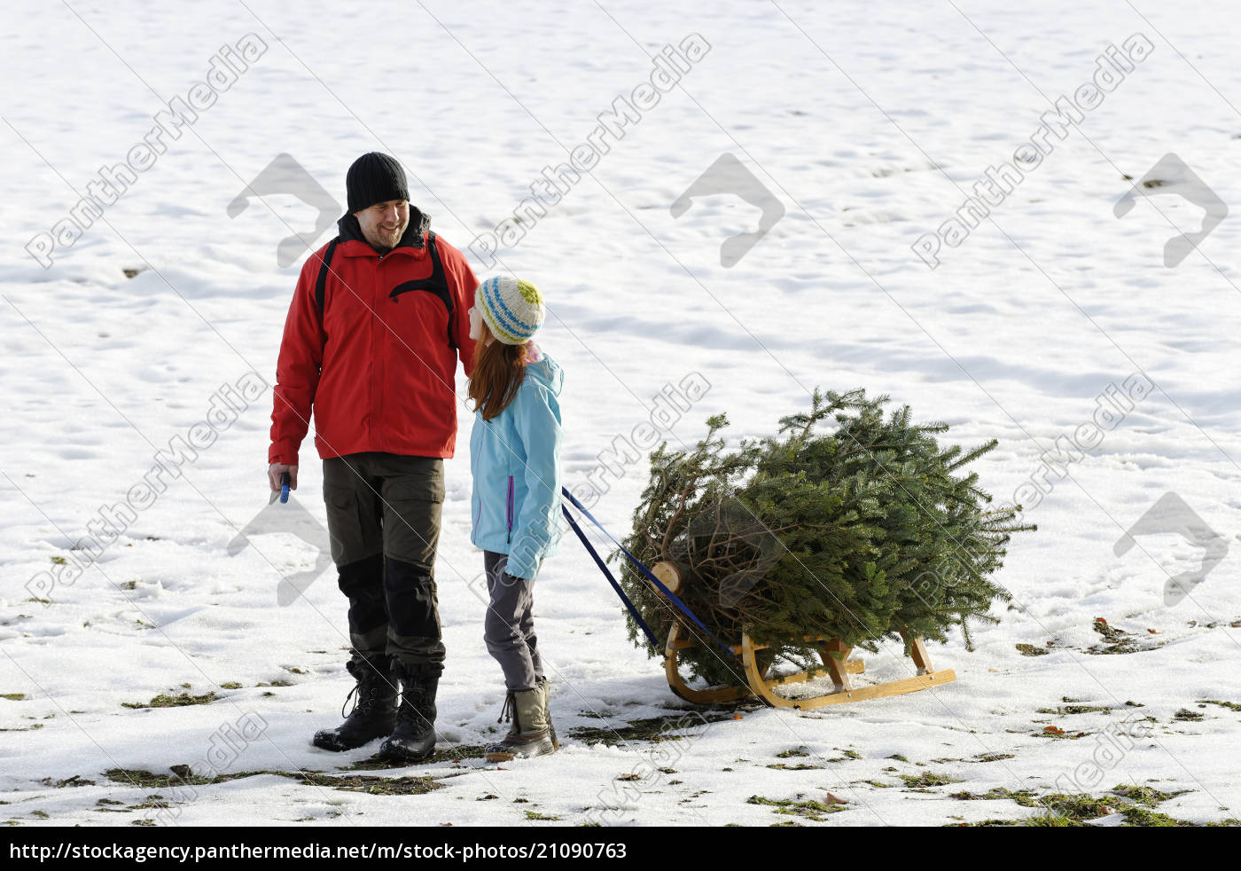 familie nimmt weihnachtsbaum auf schlitten lizenzpflichtiges Bild