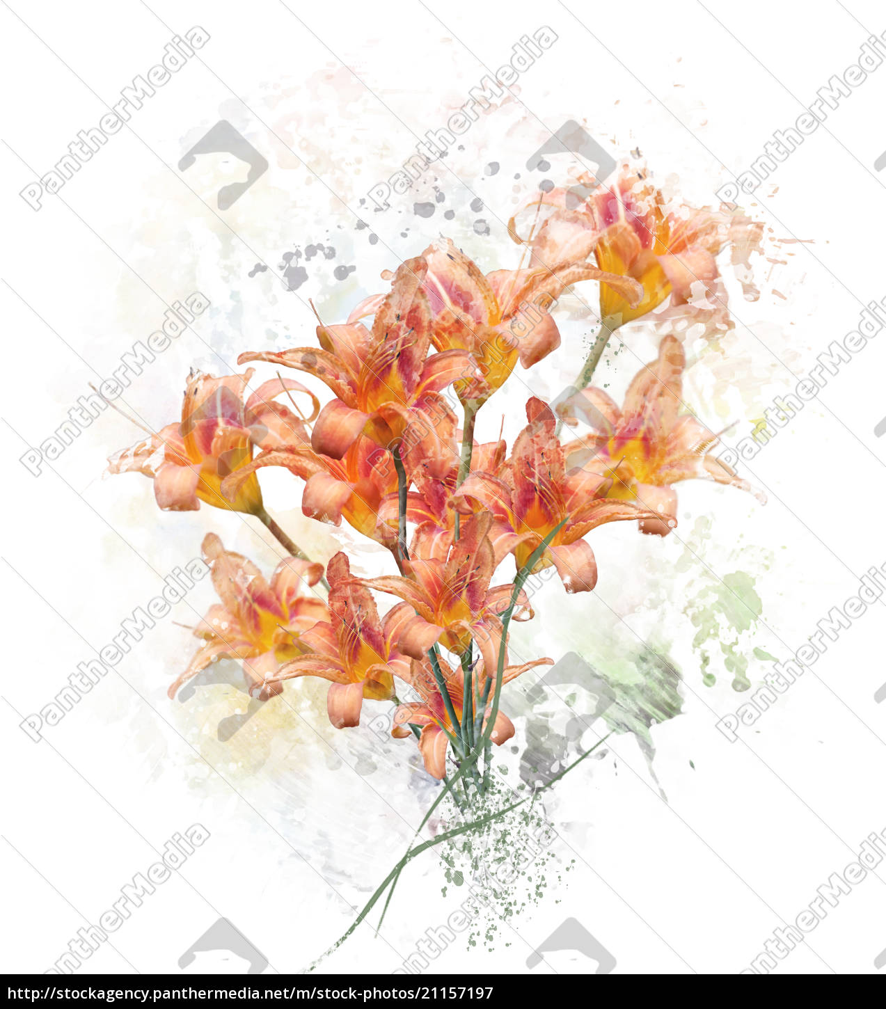 Orange Lily Blumen Aquarell Stockfoto Bildagentur Panthermedia