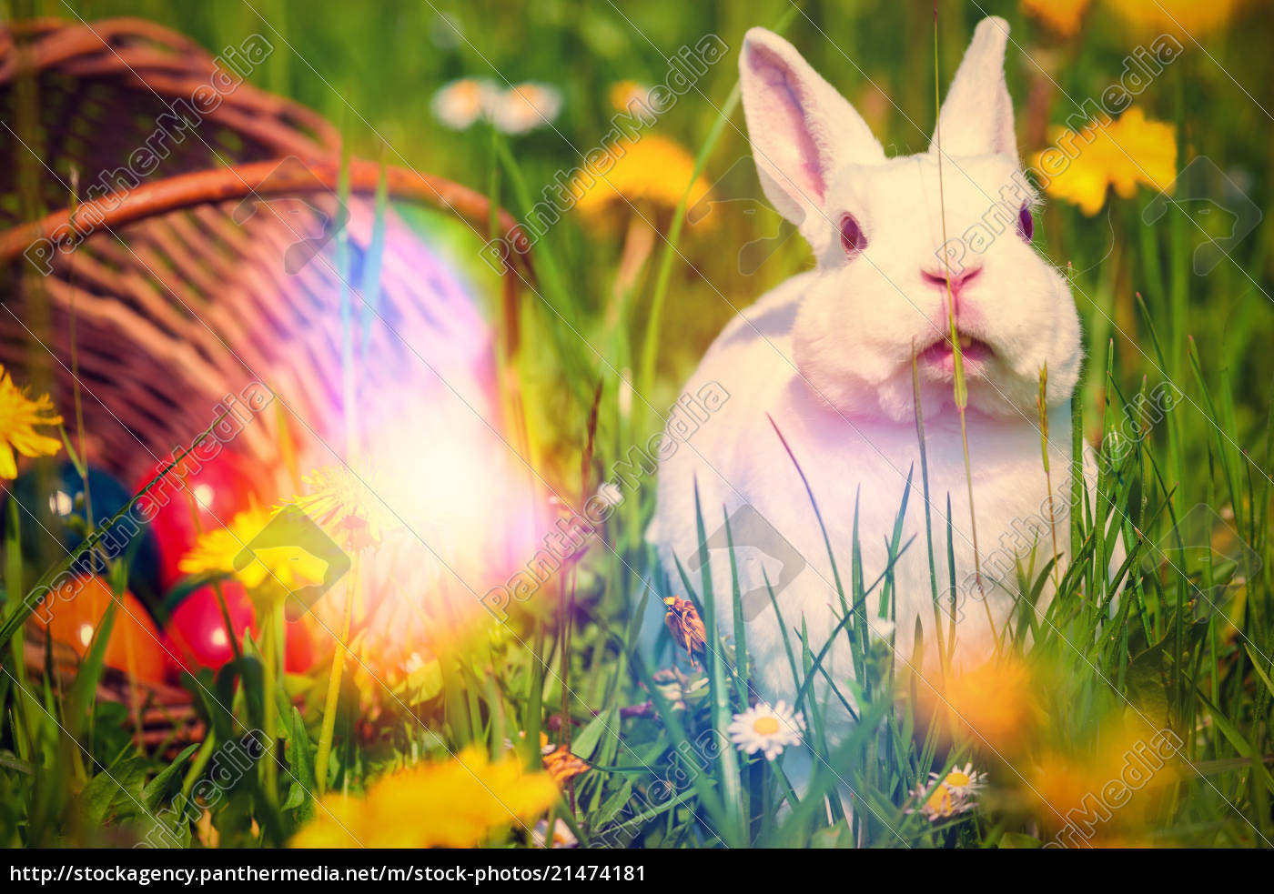 osterhase auf wiese mit korb im gras - Lizenzfreies Bild - #21474181 ...