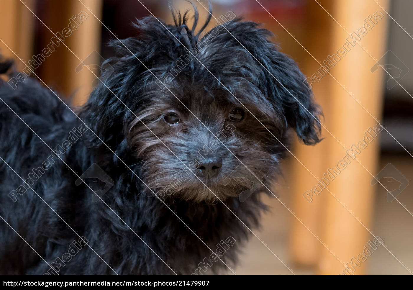 Kleiner Schwarzer Hund Stockfoto Bildagentur Panthermedia