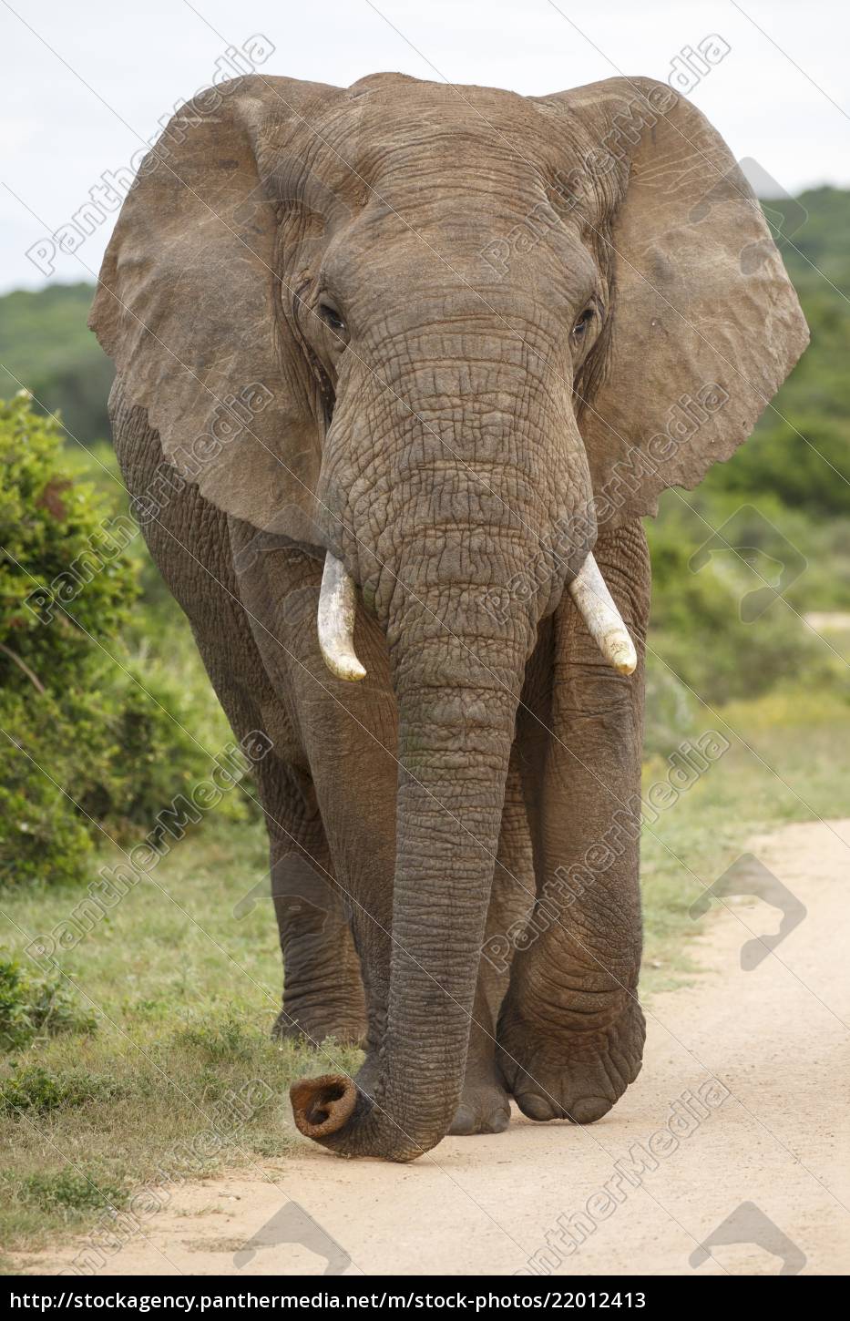 Gesicht eines afrikanischen Elefanten