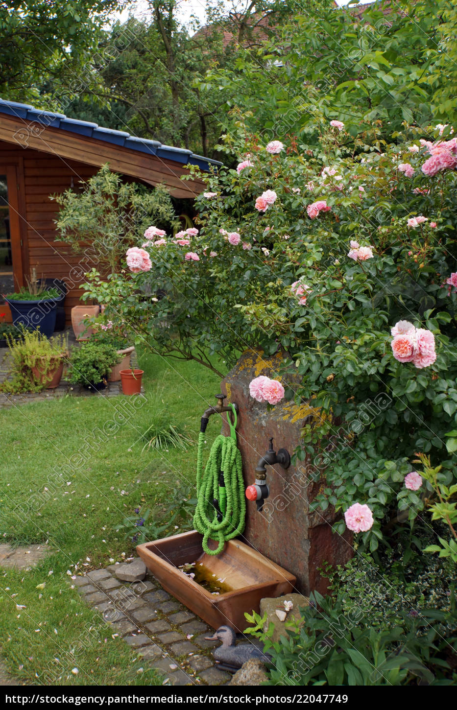 Schrumpfschlauch An Der Wasserstelle Im Garten Lizenzfreies Bild