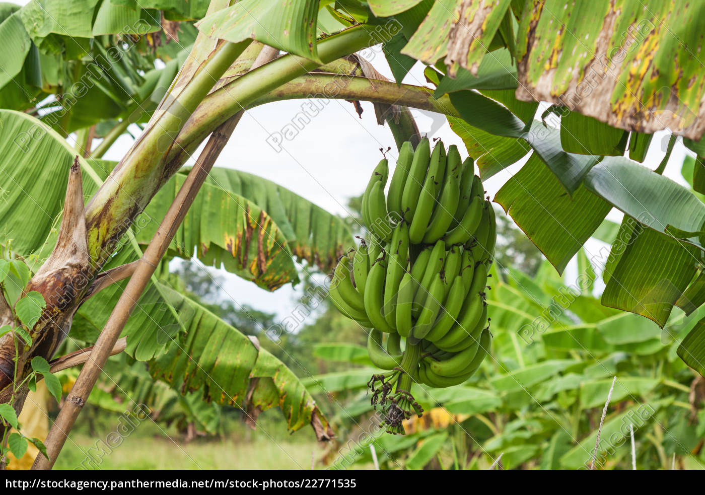 Bananenstaude Am Baum Lizenzfreies Bild Bildagentur Panthermedia