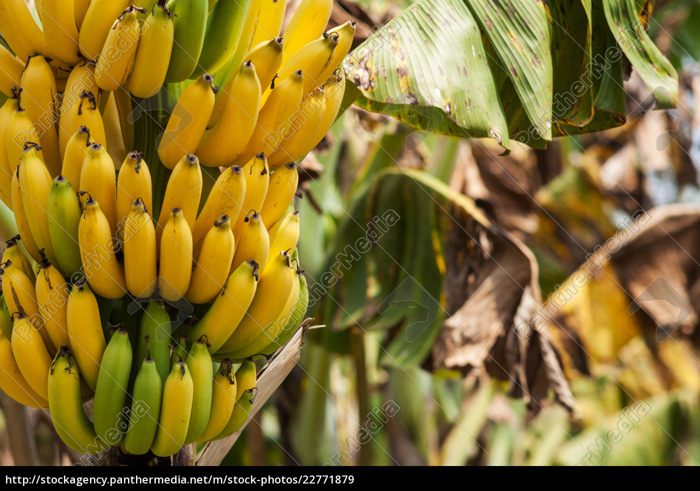 Bananenbaum Lizenzfreies Bild Bildagentur Panthermedia