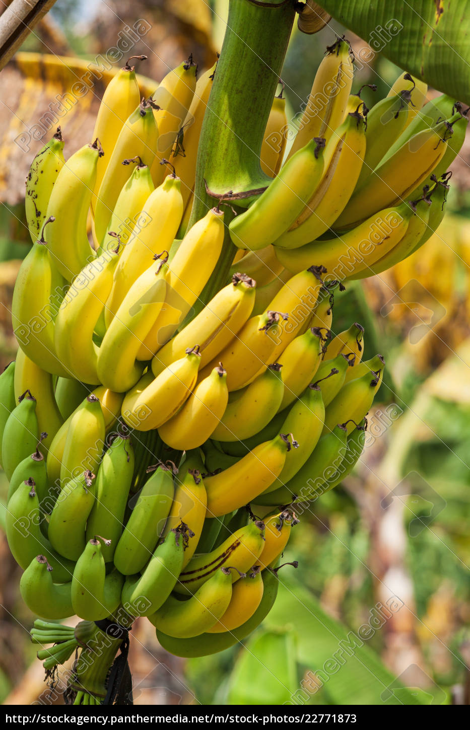 Bananenbaum - Lizenzfreies Bild - #22771873 | Bildagentur PantherMedia