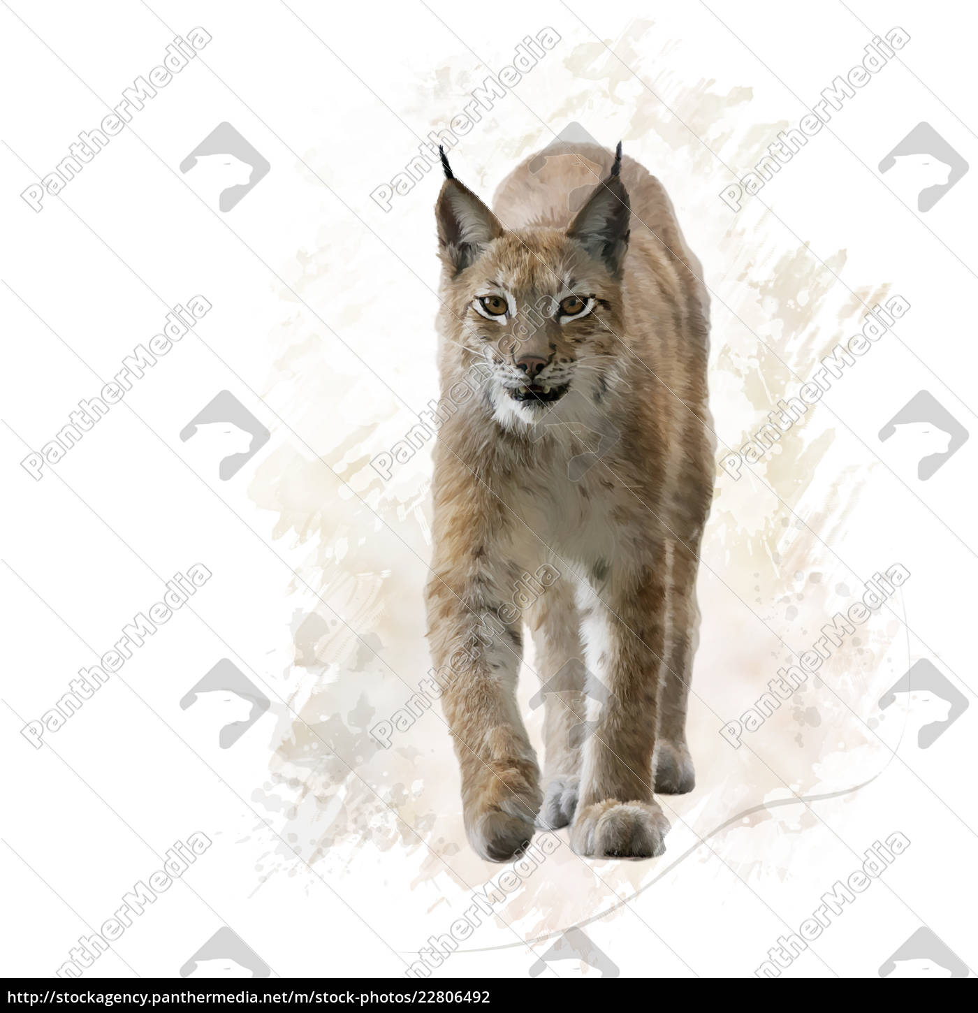 Luchs Portrat Aquarell Lizenzfreies Foto Bildagentur Panthermedia