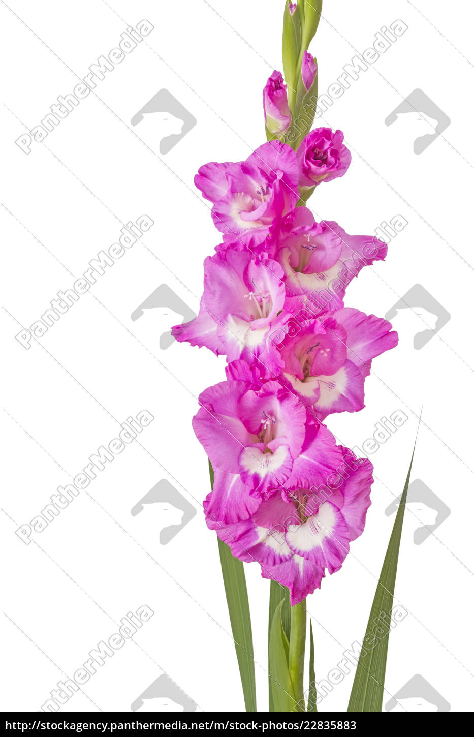 Einzelne Gladiole Gladiolus Auf Weissem Hintergrund Stockfoto 22835883 Bildagentur Panthermedia