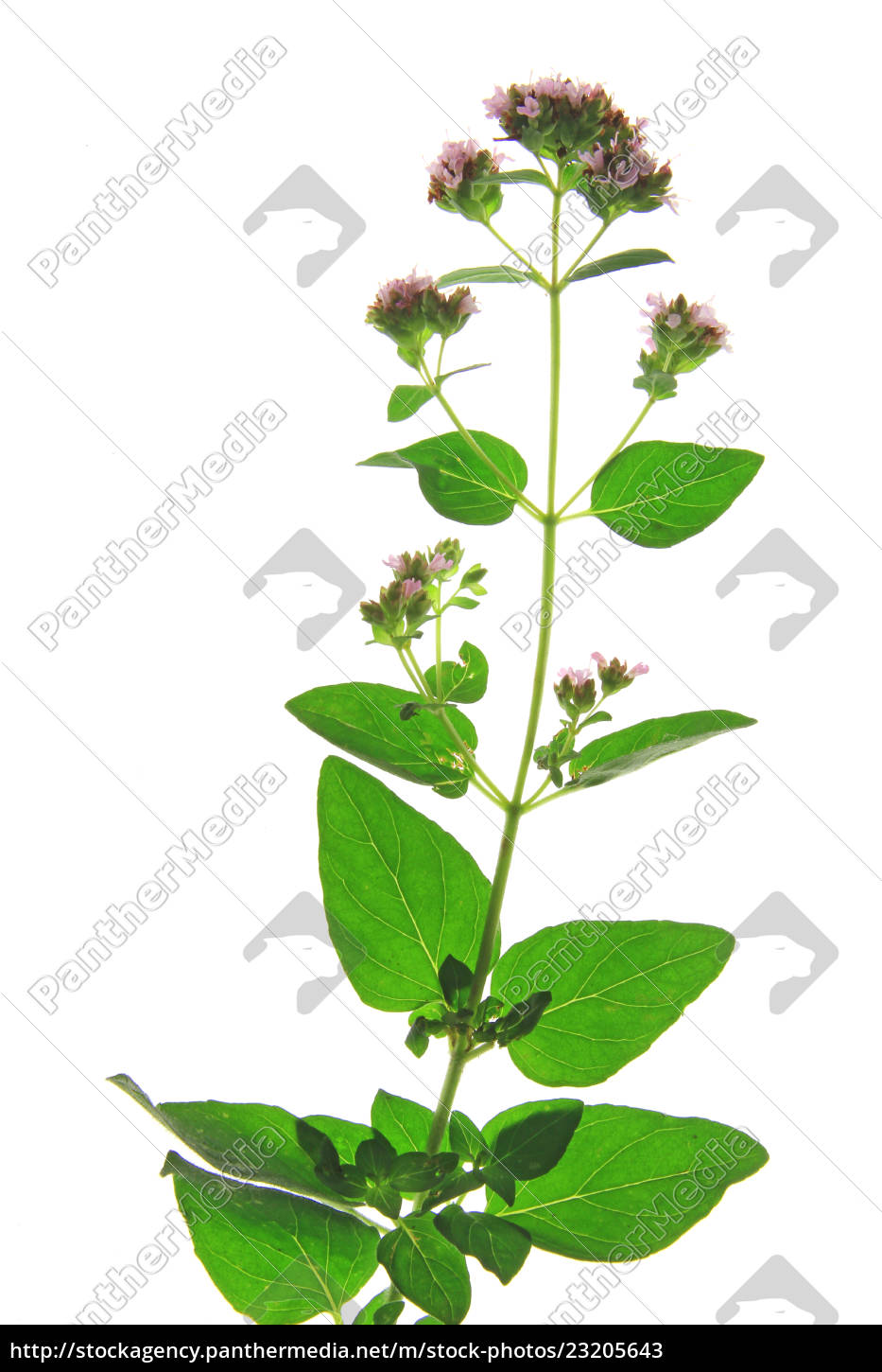 Oregano Dost Wilder Majoran Origanum Vulgare Lizenzfreies Bild 23205643 Bildagentur Panthermedia