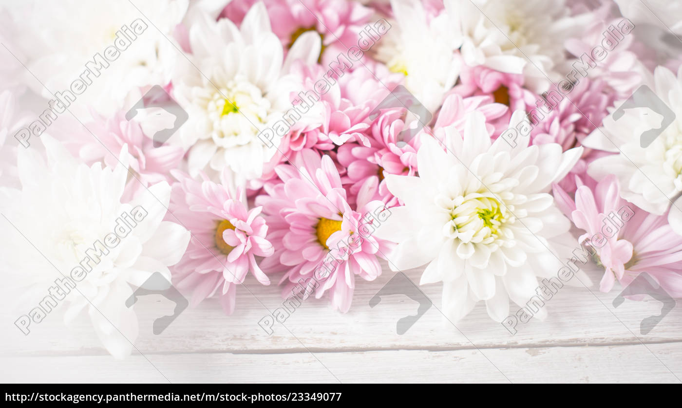 Weisse Und Rosafarbene Blumen Auf Dem Weissen Lizenzfreies Bild Bildagentur Panthermedia