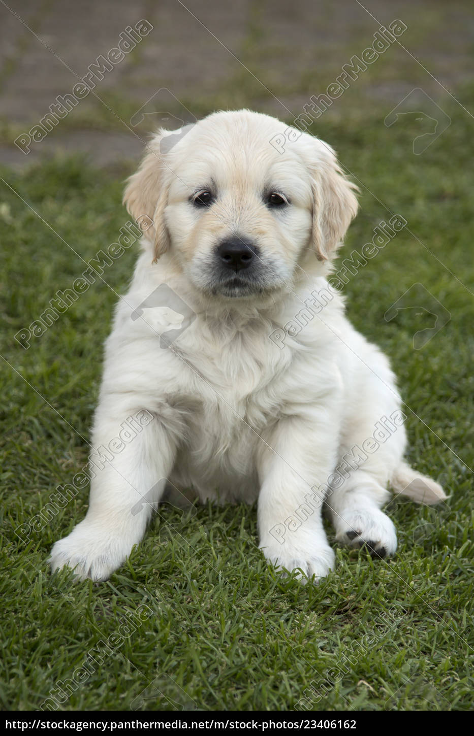 Sitzender Golden Retriever Welpe Stockfoto 23406162 Bildagentur Panthermedia