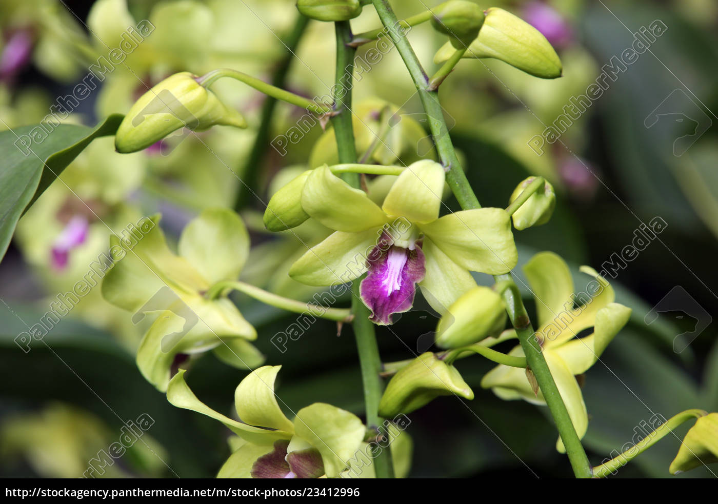 Orchideen-Hybride Dendrobium Burana Jade - Lizenzfreies Foto #23412996 ...