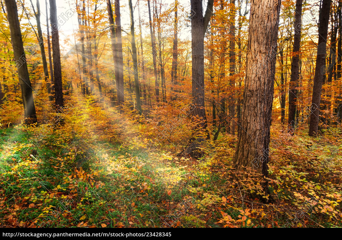 Herbstwald Mit Sonnenstrahlen Lizenzfreies Bild Bildagentur Panthermedia