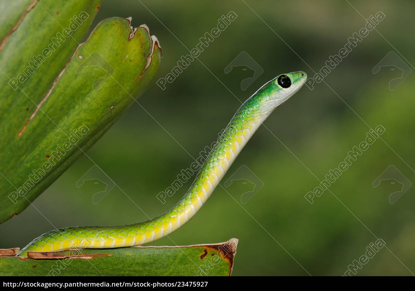 Ostliche Grune Schlange Stockfoto Bildagentur Panthermedia