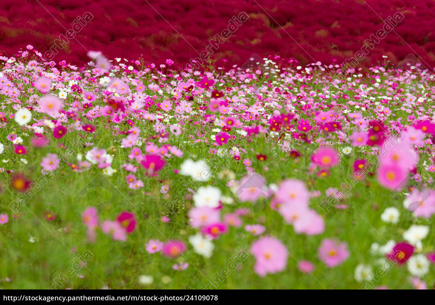 Rote Bassia Scoparia Und Kosmos Blume Stock Photo 24109078 Bildagentur Panthermedia