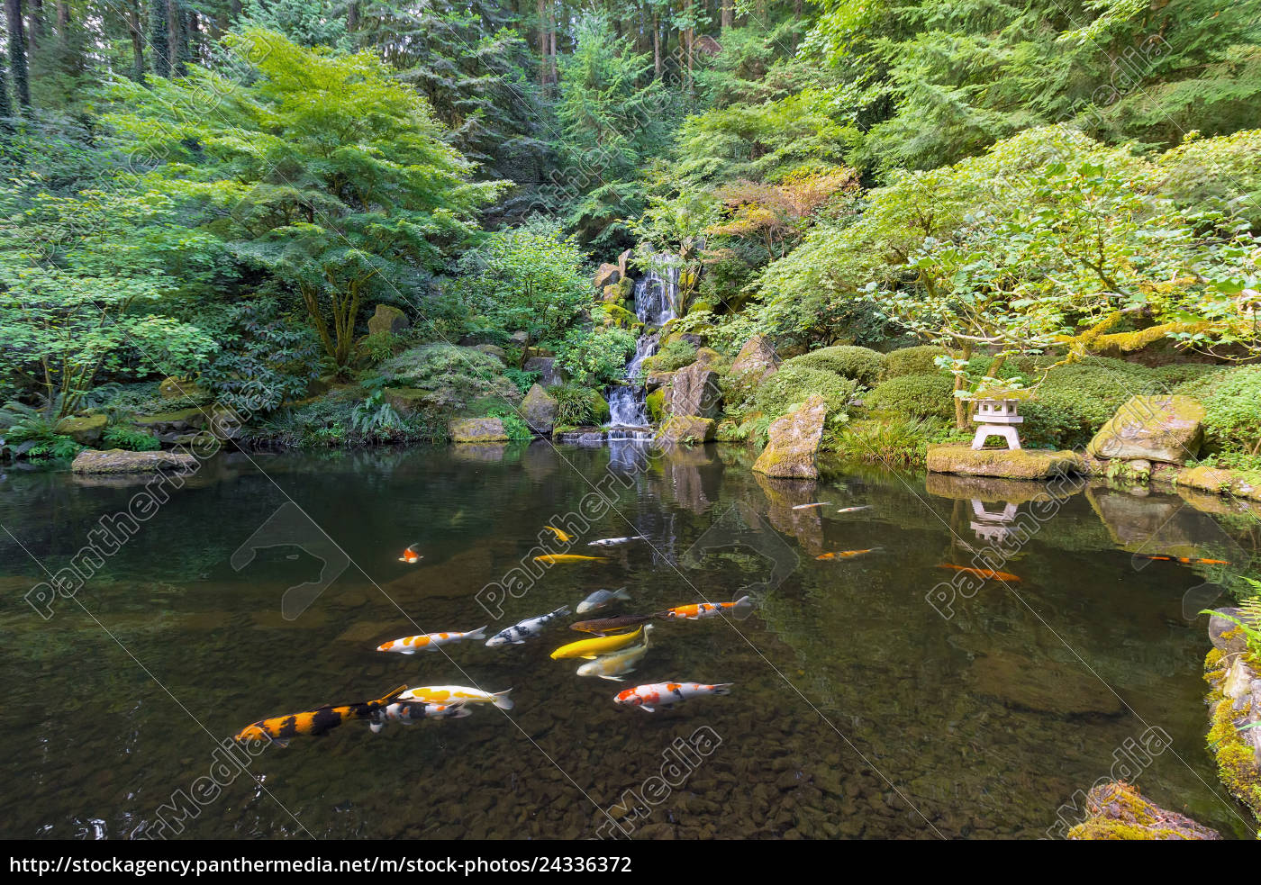Koi Fish Im Wasserfall Teich Im Japanischen Garten Lizenzfreies Foto 24336372 Bildagentur Panthermedia