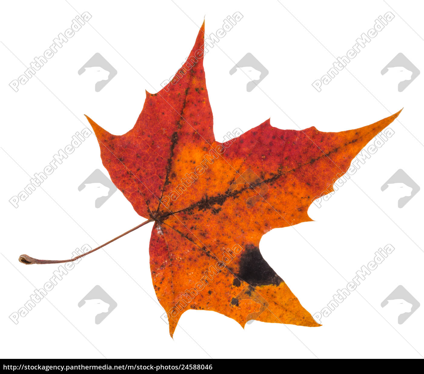 Pied Rotes Herbstblatt Des Ahornbaums Isoliert Stock Photo 24588046 Bildagentur Panthermedia