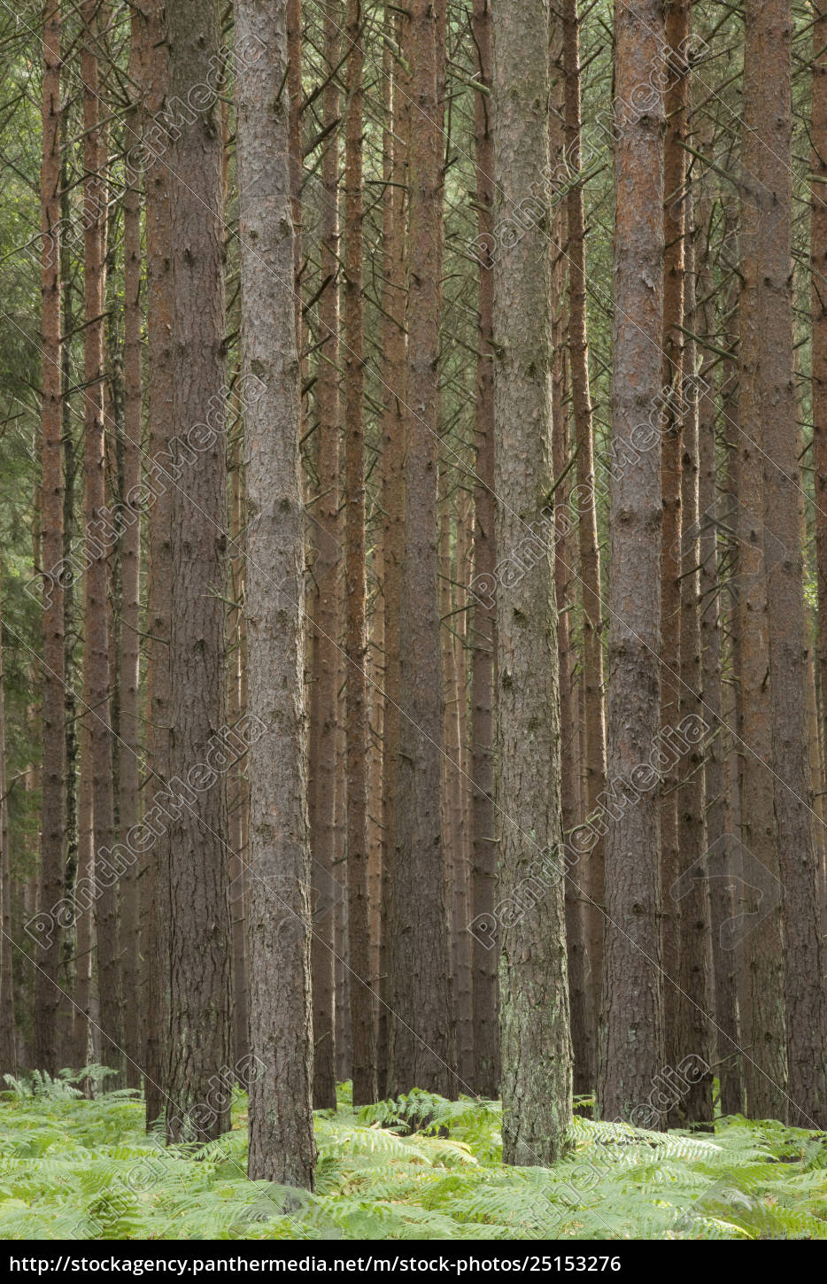 Waldkiefer oder Gemeine Kiefer Pinus sylvestris - Lizenzfreies Foto ...