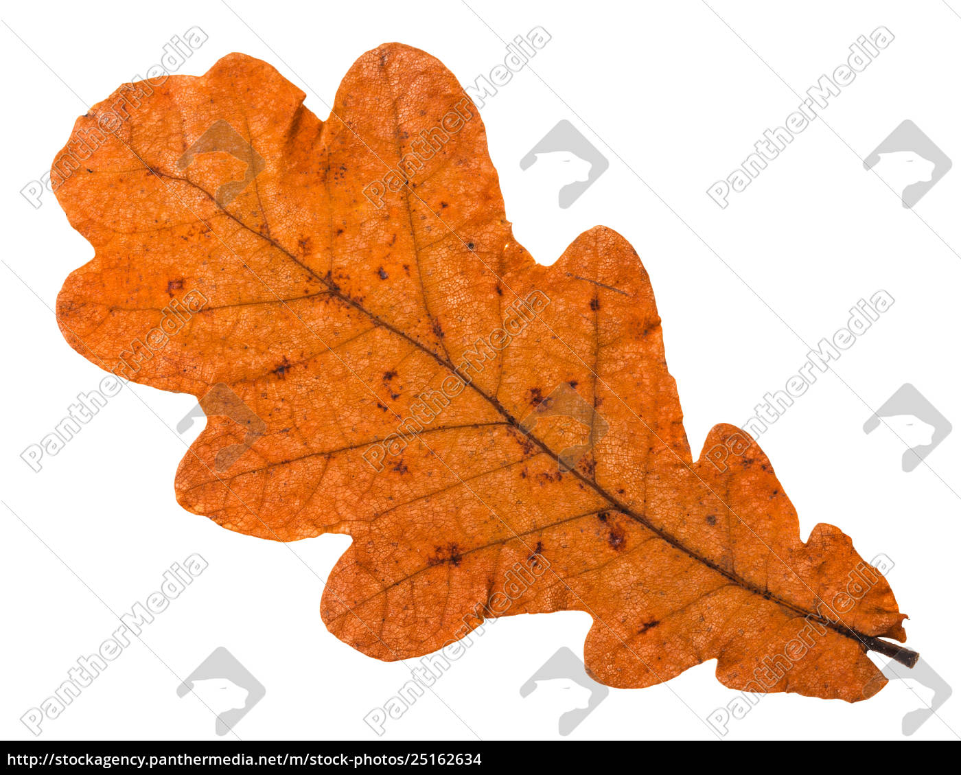 Herbst Fiel Orangefarbenes Blatt Von Eiche Isoliert Stock Photo Bildagentur Panthermedia