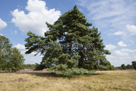 Waldkiefer oder Gemeine Kiefer Pinus sylvestris - Lizenzfreies Foto ...