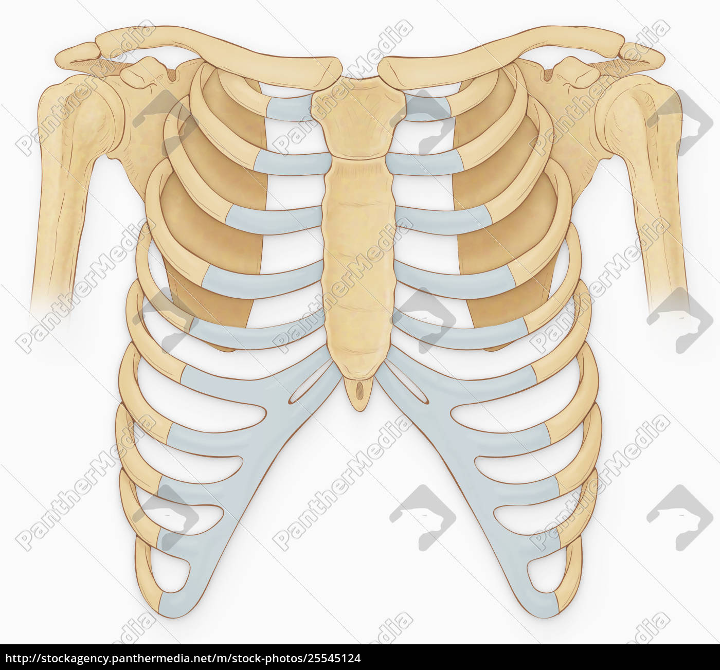 normal-anterior-view-of-the-rib-cage-and-shoulder-joint-lizenzfreies