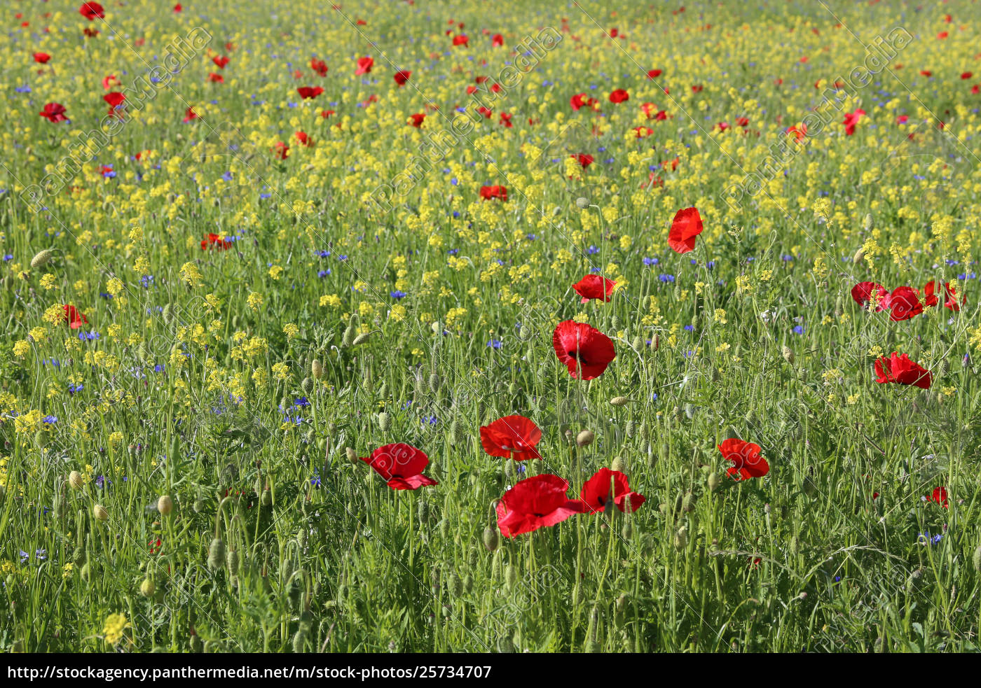 Bunte Blumenwiese Als Bluhende Schmetterlingswiese Lizenzfreies Bild Bildagentur Panthermedia