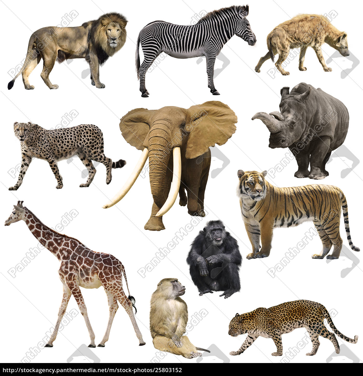 Top 10 der afrikanischen Tiere