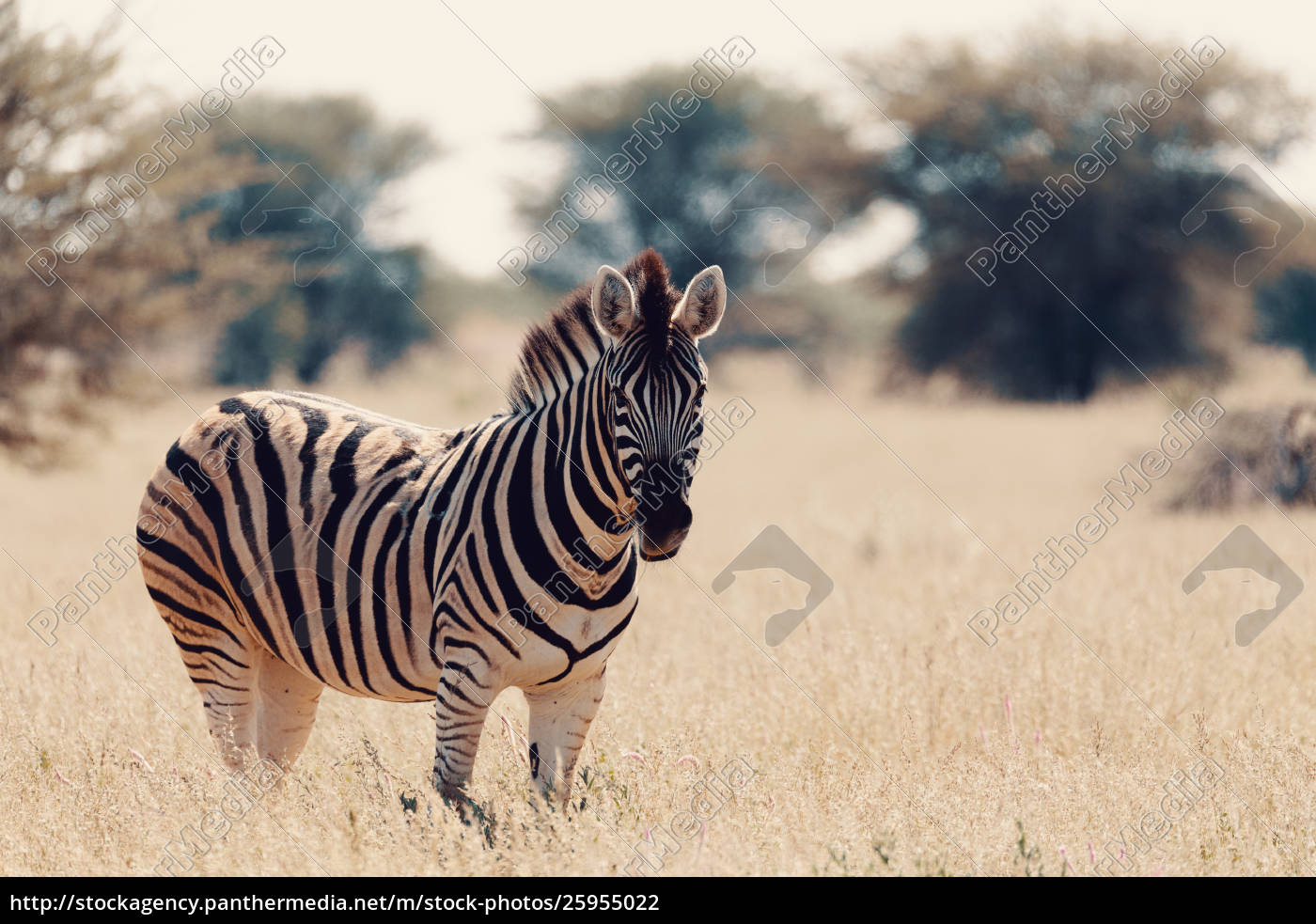 Zebra Im Busch Namibia Afrika Wildtiere Stockfoto Bildagentur Panthermedia