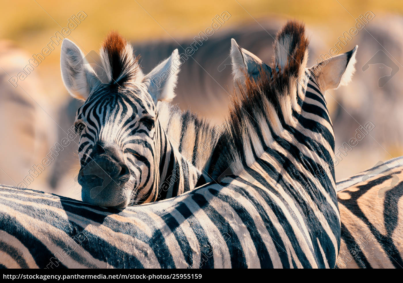 Zebra Im Busch Namibia Afrika Wildtiere Lizenzfreies Bild 25955159 Bildagentur Panthermedia