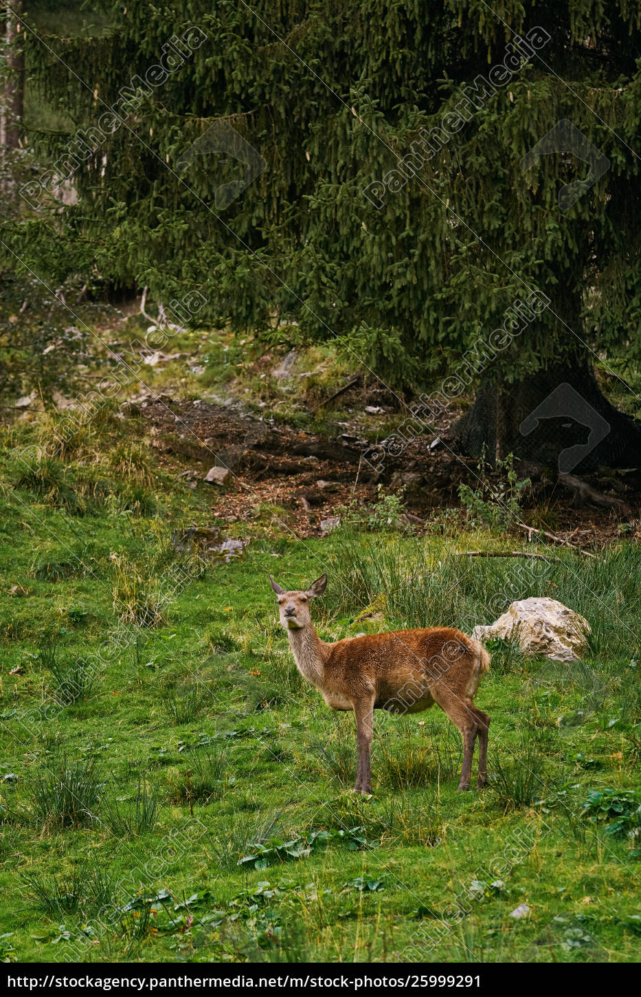 Reh Im Wald Lizenzfreies Bild Bildagentur Panthermedia