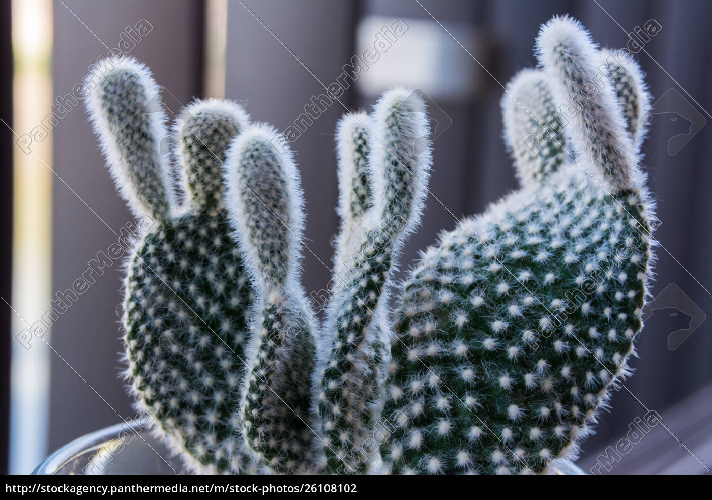 Makro kleine Fuzzy Kaktus Dekoration Interieur   Stock Photo ...