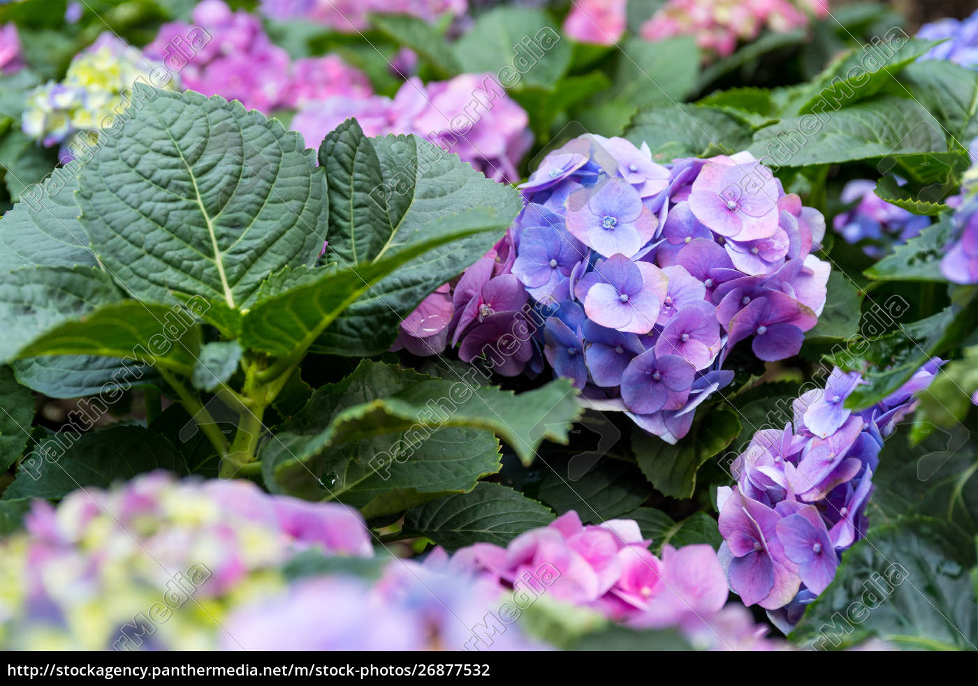 Lila Hortensie Blume Lizenzfreies Foto Bildagentur Panthermedia