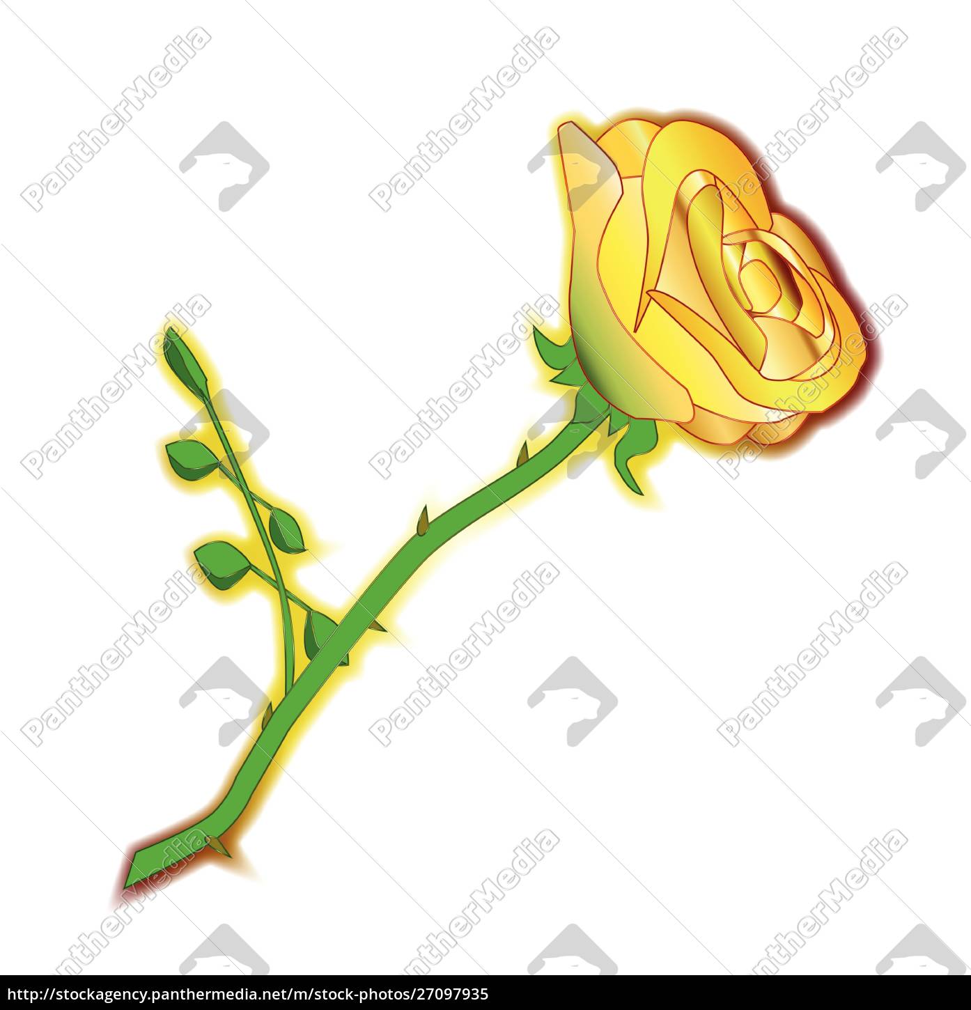 Die gelbe Rose von Texas - Stockfoto - #27097935 | Bildagentur PantherMedia