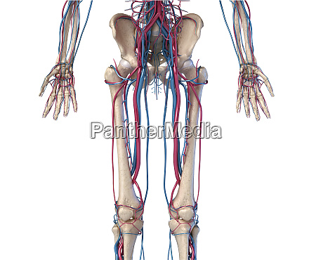 Anatomie Des Menschlichen Korpers Hufte Beine Und Stockfoto 27286818 Bildagentur Panthermedia