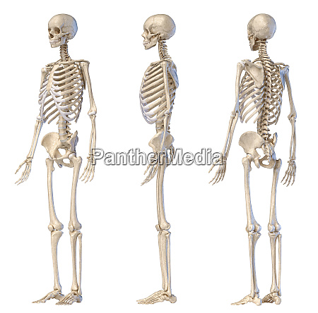 skelett und anatomische figur Stock Photo