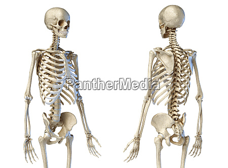 Männliches Skelett 34 Figur. Vorderansicht Und Rückansicht Stock
