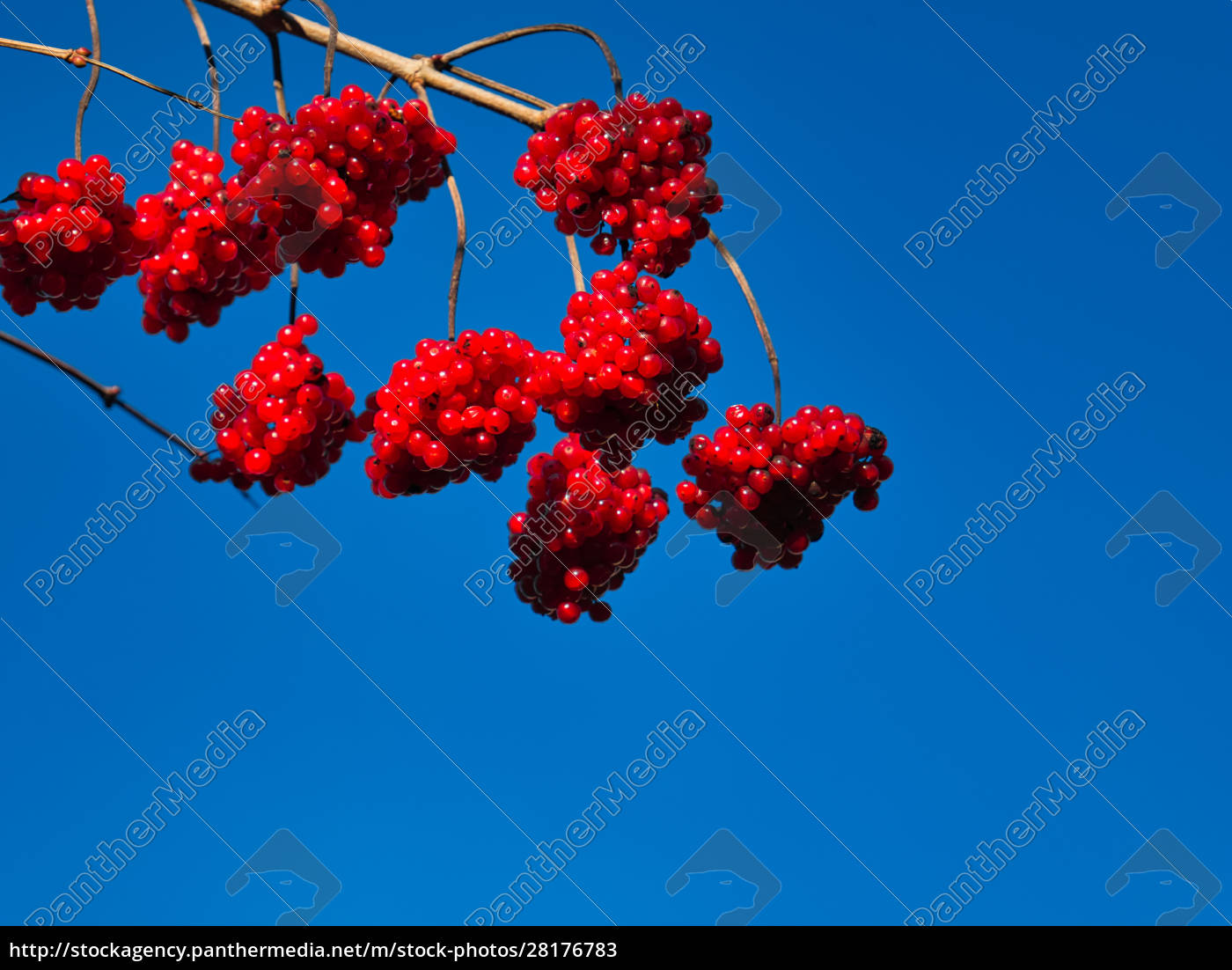 ein-gew-hnlicher-schneeball-mit-den-roten-fr-chten-stockfoto-28176783-bildagentur