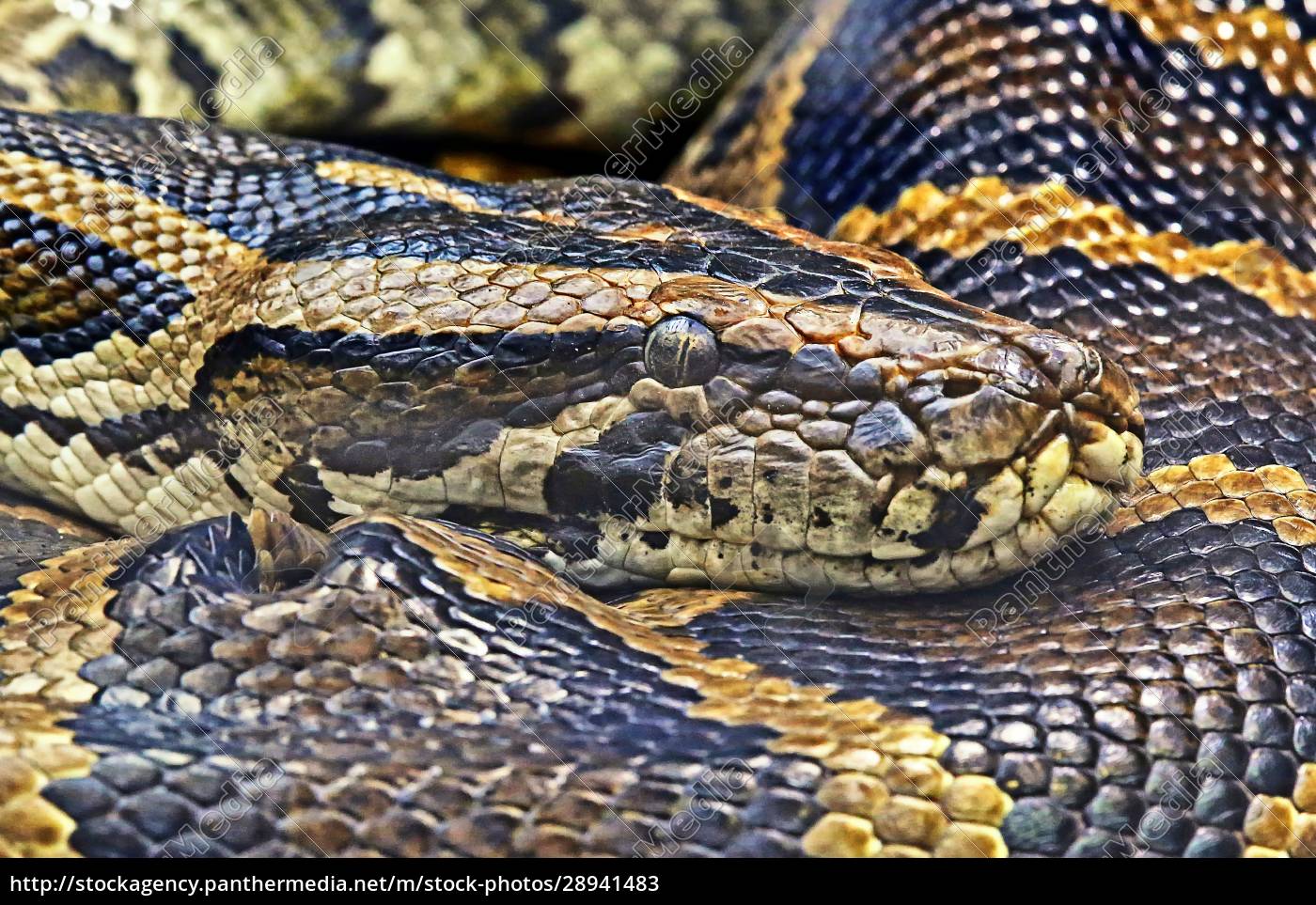 Dunkler Tigerpython Python Molurus Bivittatus - Stockfoto - #28941483 ...