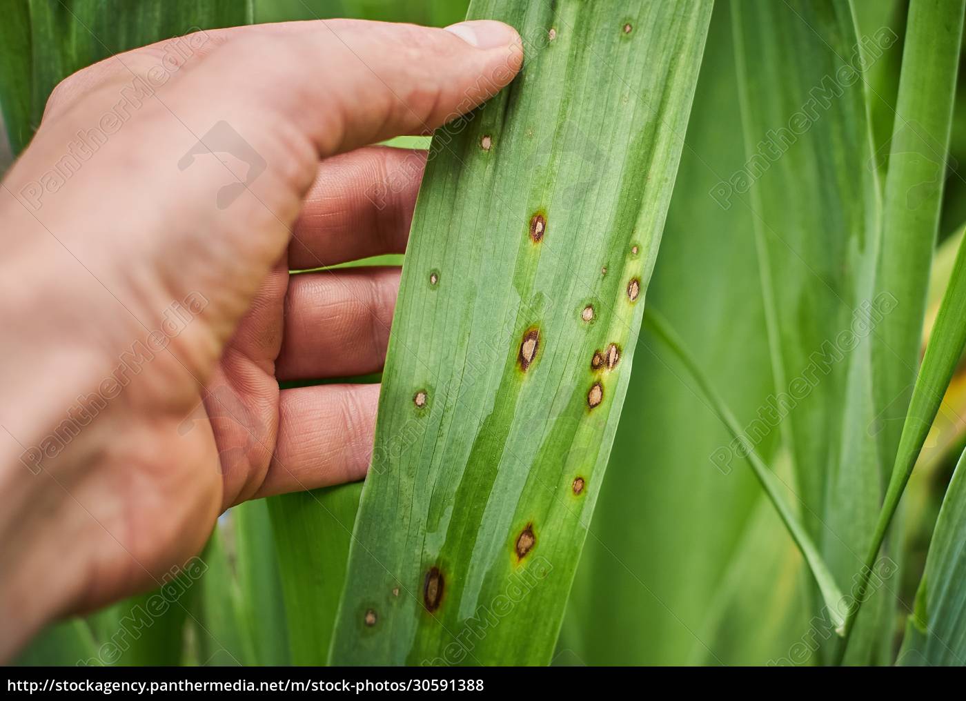 fungal-spots-on-leaves-common-plant-diseases-black-lizenzfreies