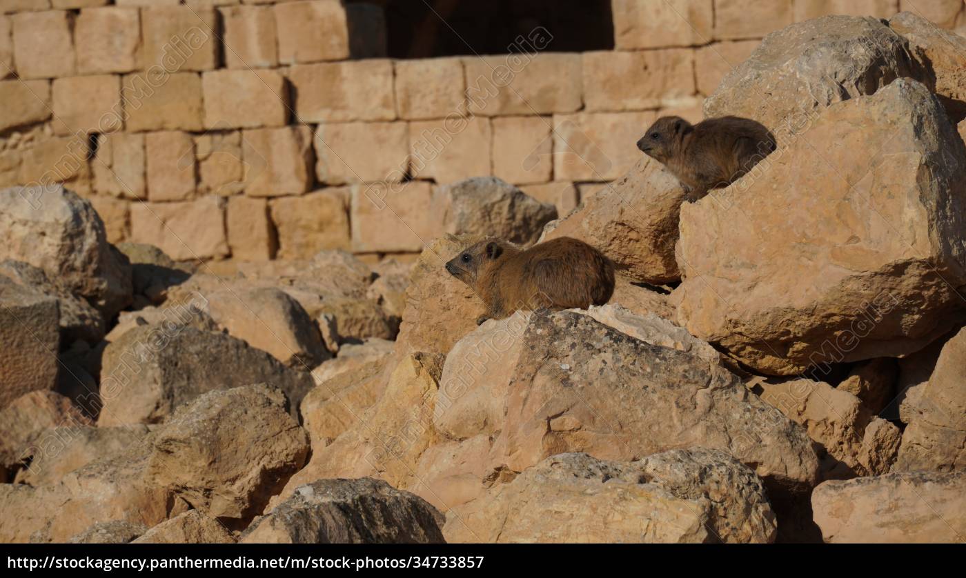 rock-hyraxes-sunbathing-in-early-morning-lizenzpflichtiges-bild