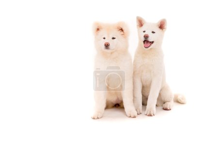 Akita Inu Lizenzfreies Bild B Bildagentur Panthermedia